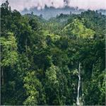 میزان تخریب جنگل آمازون در آستانه نقطه بی بازگشت