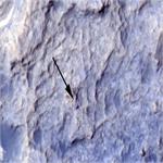 تصویری از تنهایی کاوشگر کنجکاوی در مریخ